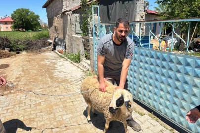 Erzincan’da kaçan kurbanlık koyun 1 saat sonra yakalandı