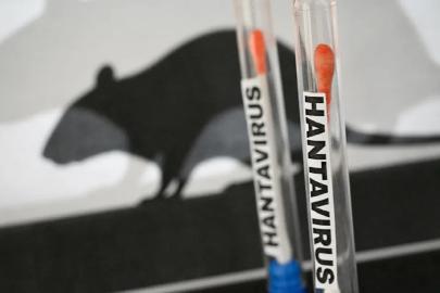 Hollanda’da hantavirüs şüphesi: Kabin memuru karantinaya alındı