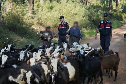 Kayıp 41 keçiyi, jandarma bulup sahibine teslim etti