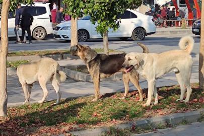 Köpek saldırılarına tepki: İhmallerin bedeli olmalı