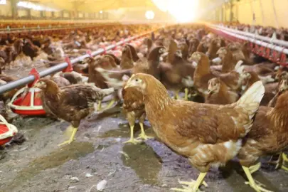 Kümes hayvancılığında artış! Yaklaşık 2 milyar adet yumurta üretildi