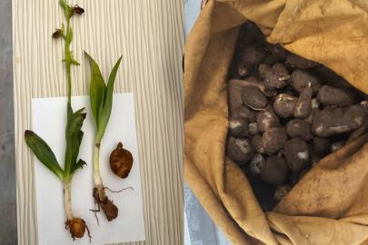Mardin'de 6 kilogram kaçak salep ele geçirildi: 2 kişiye 1,4 milyon TL ceza