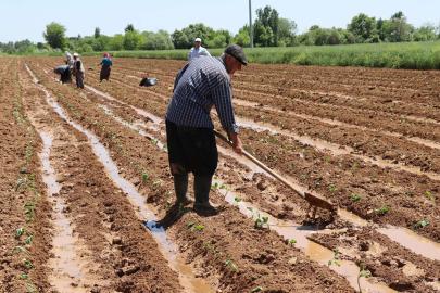 Tarım-ÜFE nisanda yıllık yüzde 42,53 arttı