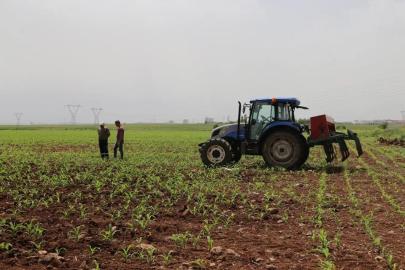 Tarımsal destek ödemesi çiftçilerin hesaplarına aktarılıyor