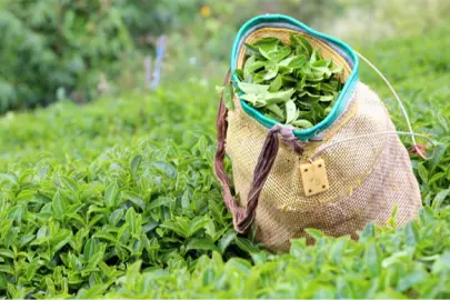 Yaş çay alım fiyatı kilogram başına 35 TL oldu
