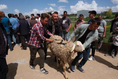 Yozgat'ta yetiştiricilere 120 damızlık koç dağıtıldı