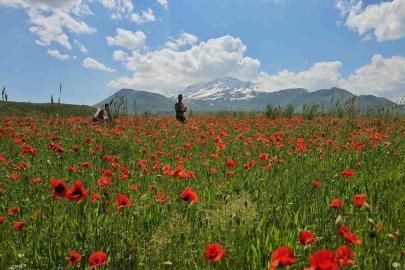 Bitlis’in Adilcevaz ilçesinde gelincik ve karın büyüleyici buluşması