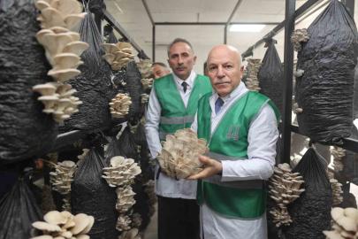 Erzurum Büyükşehir Belediyesi istiridye mantarı üretimine öncülük yaptı