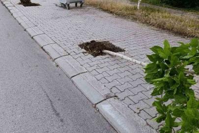 Patnos’ta ağaçlara zarar veren şüpheli yakalandı