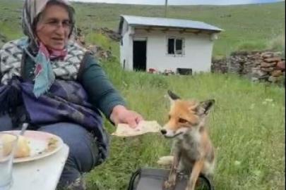 Yaylada Sedriye ninenin sofrasına oturan tilki, ikram edilen ekmeği yemedi