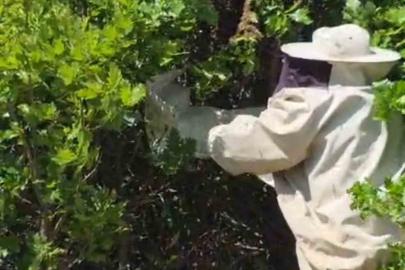 Bingöl’de kovandan firar eden binlerce arı meşe ağacına oğul verdi