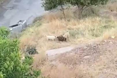 Elazığ’da sokak köpekleri 2 keçiyi telef etti