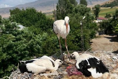 Güroymak’ta yaralı leylek ve yavrularına şefkat eli