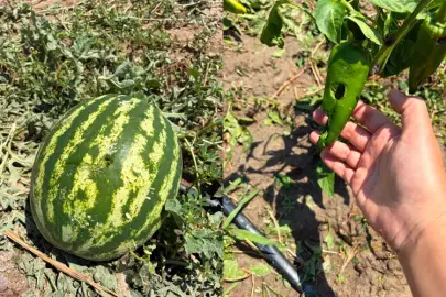 İpsala'da dolu felaketi: Tarım arazileri zarar gördü