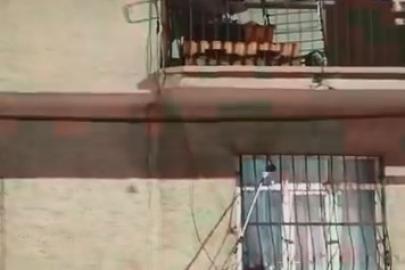 Pencere korkuluğundaki yılan ekiplerce yakalandı