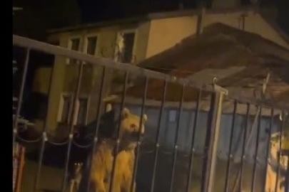 Sarıkamış’ta bu kez roller değişti: Vatandaş dışarıda bekledi, ayılar bahçede misafir oldu