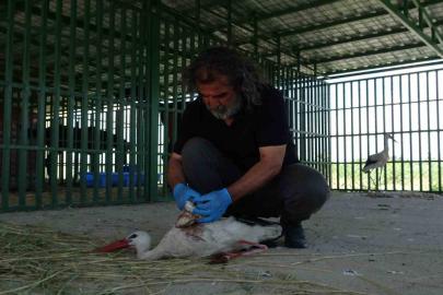 Yaban hayvanlarının ’kreş’ dönemi tamamlandı: Öksüz yavrular rehabilitasyonun ardından doğaya bırakıldı