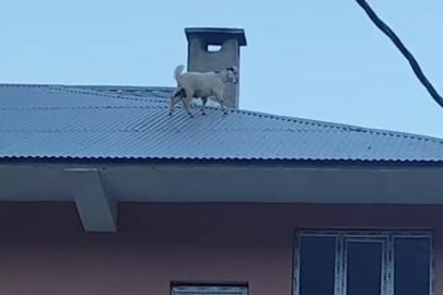Yaramazlığın bu kadarı: Çatıya çıkan iki keçi mahalleliyi ayağa kaldırdı