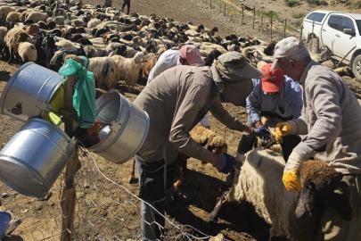 Yüksekova’da hız kesmeyen sağlık mesaisi: Şarbon aşılama çalışmaları sürüyor