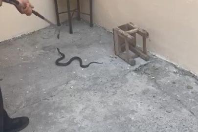 Kars’ta evin bahçesine giren yılan itfaiyeyi harekete geçirdi