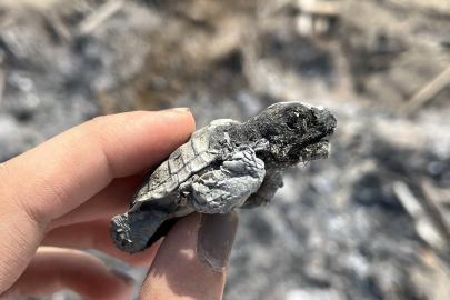 Kumsalda yakılan ateş, denize ulaşmaya çalışan yavru carettanın ölümüne neden oldu