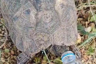 Susayan kaplumbağaya vatandaş eliyle su içirdi