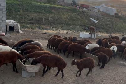 Ağrı’da besicilerde sonbahar hareketliliği