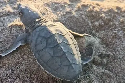 Akyatan’da deniz kaplumbağaları için seferberlik