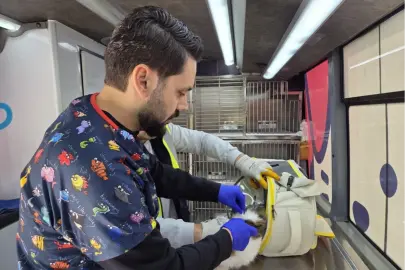 Balıkesir’de can dost aracı yollarda