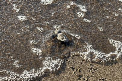 Bodrum'da 62 yavru caretta caretta denizle buluştu