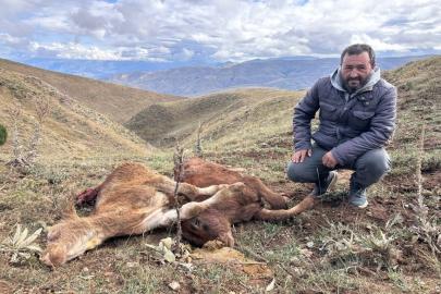 Erzincan’da ayı saldırısında 2 buzağı telef oldu