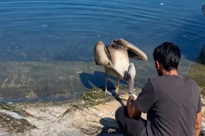 Göç yolunda yorulan pelikan Mudanya’da tedavi altına alındı