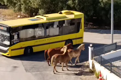 Mudanya'da başıboş atlar tehlike oluşturdu