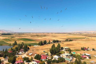 Muş Ovası’nda leylekler göç öncesi enerji depoluyor