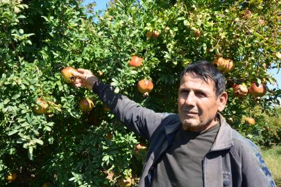 Serik'te nar sezonu başladı