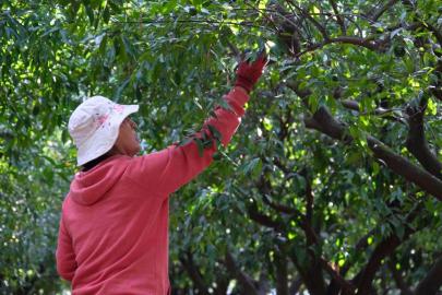 Yeşil Bodrum mandalina hasadı sürüyor