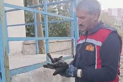Yüksekova’da araçta mahsur kalan kedi kurtarıldı